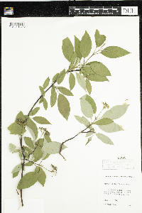 Cornus sericea image