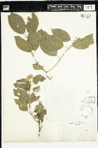 Cornus sericea image
