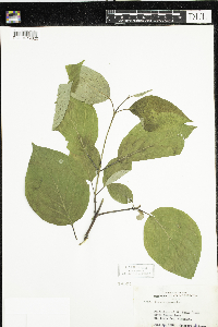 Cornus rugosa image