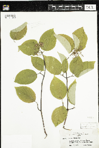 Cornus rugosa image
