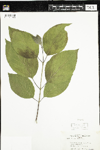 Cornus rugosa image