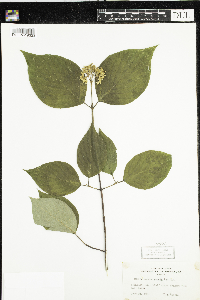 Cornus rugosa image