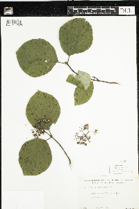 Cornus rugosa image