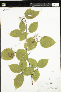 Cornus rugosa image