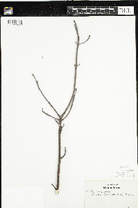 Cornus rugosa image