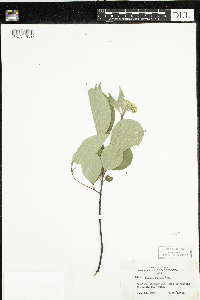 Cornus rugosa image