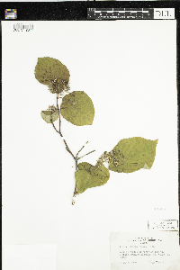 Cornus rugosa image