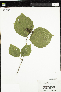 Cornus rugosa image