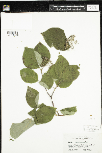 Cornus rugosa image