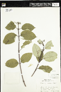 Cornus rugosa image