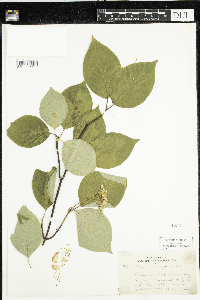 Cornus rugosa image