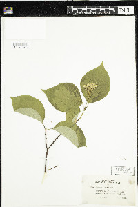 Cornus rugosa image