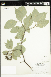 Cornus rugosa image