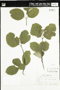 Cornus rugosa image