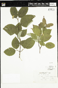 Cornus rugosa image