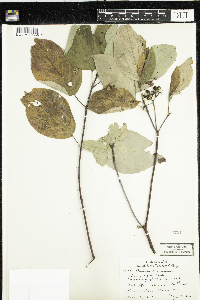 Cornus rugosa image