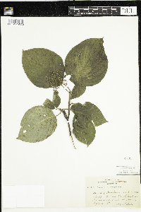 Cornus rugosa image