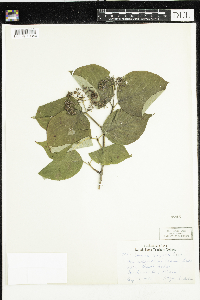 Cornus rugosa image