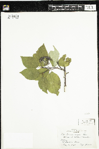 Cornus rugosa image