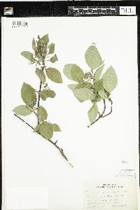 Cornus rugosa image
