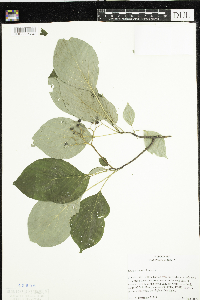 Cornus rugosa image