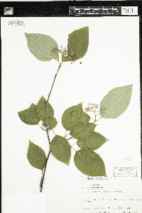Cornus rugosa image