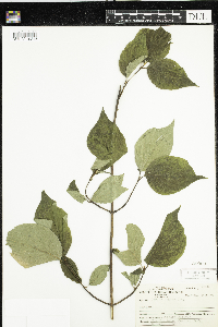 Cornus rugosa image