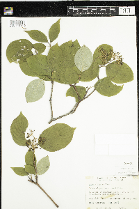 Cornus rugosa image