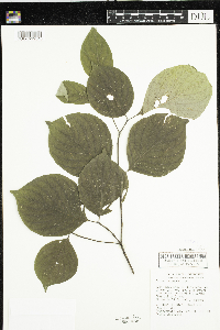 Cornus rugosa image