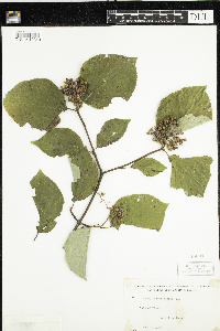 Cornus rugosa image