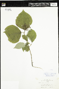 Cornus rugosa image