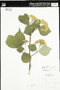 Cornus rugosa image