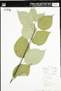 Cornus rugosa image