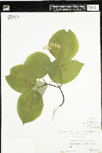 Cornus rugosa image