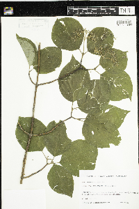 Cornus rugosa image