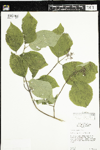 Cornus rugosa image