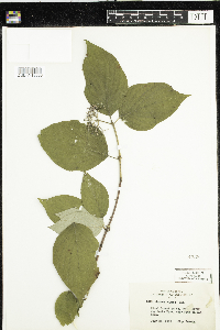 Cornus rugosa image