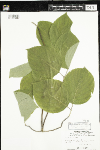 Cornus rugosa image