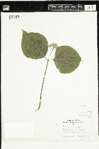 Cornus rugosa image