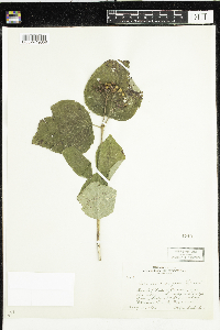 Cornus rugosa image