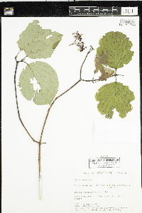 Cornus rugosa image