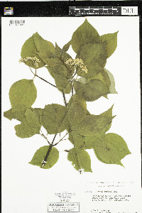 Cornus rugosa image
