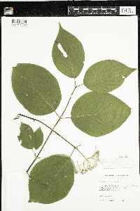 Cornus rugosa image