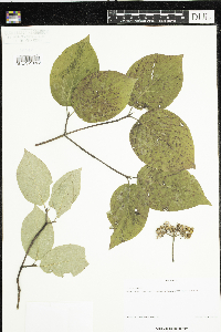 Cornus rugosa image