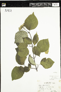 Cornus rugosa image