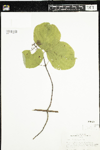 Cornus rugosa image