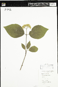 Cornus rugosa image