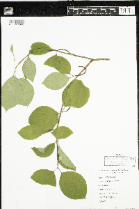 Cornus rugosa image