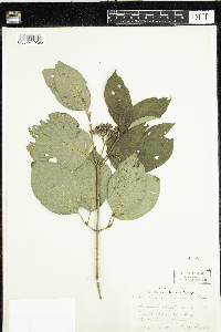 Cornus rugosa image