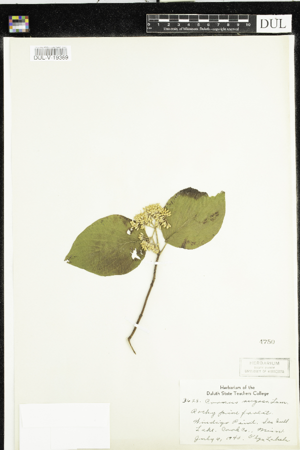 Cornus rugosa image